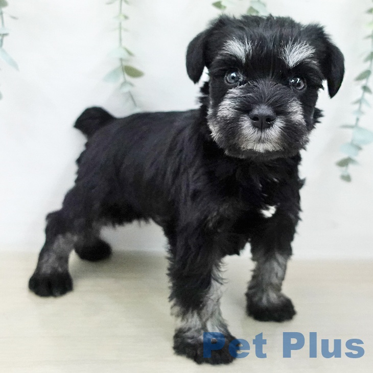 ミニチュア・シュナウザー