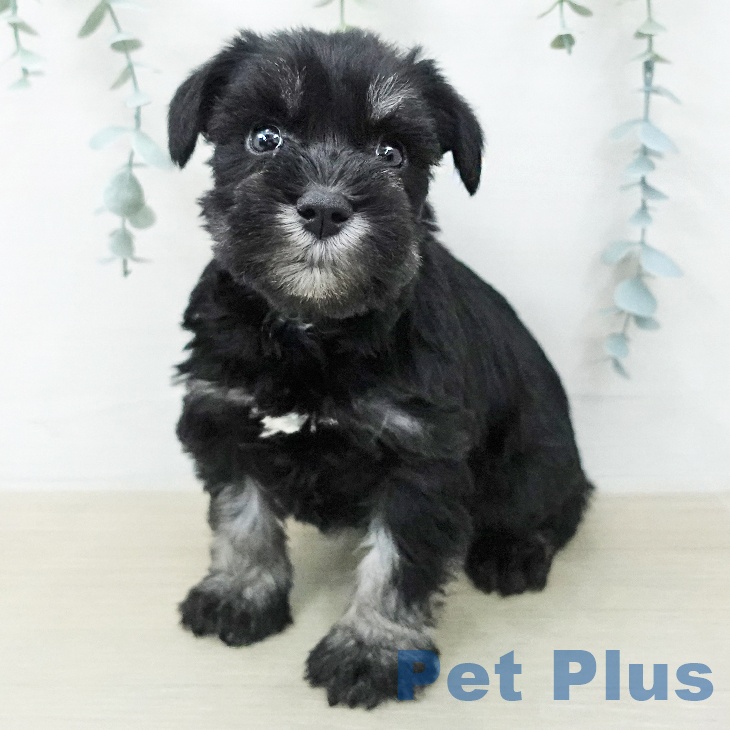 ミニチュア・シュナウザー