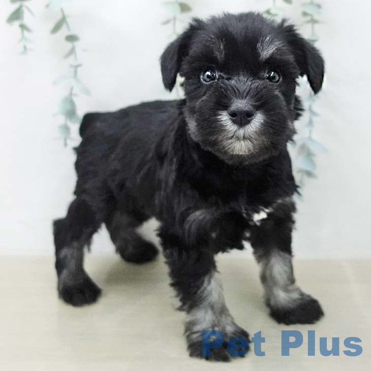 ミニチュア・シュナウザーの写真2