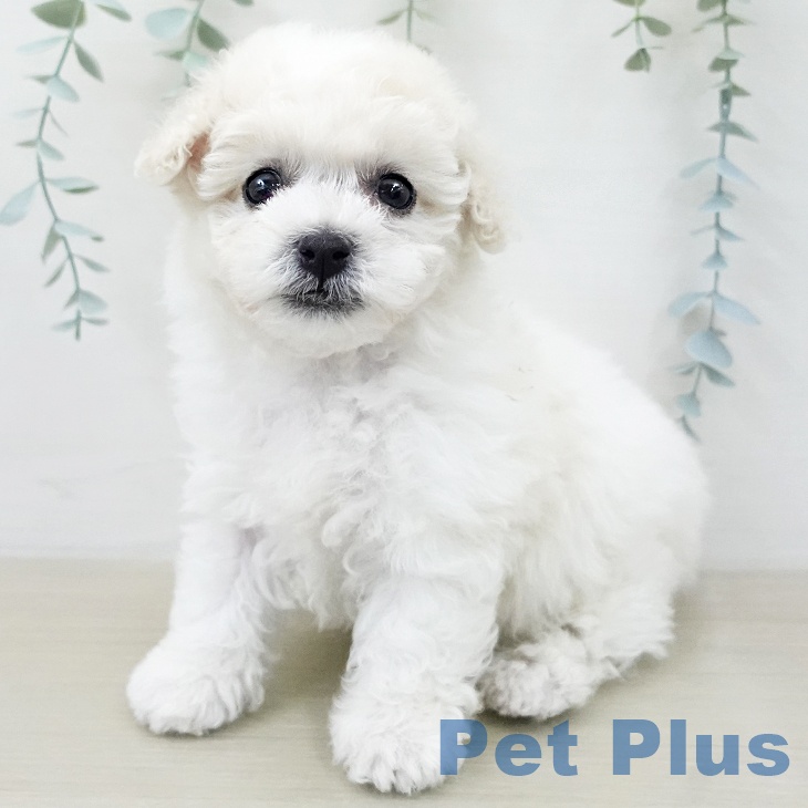 神奈川県のビションフリーゼ (ペットプラス 座間店/2025年12月16日生まれ/男の子/ホワイト)の子犬の1枚目の画像