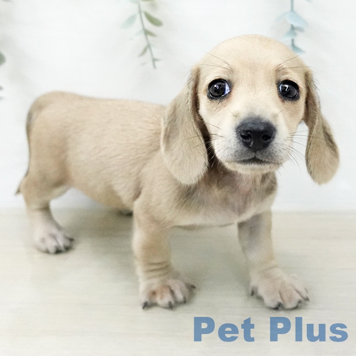 ミニチュア・ダックスフンドの写真2