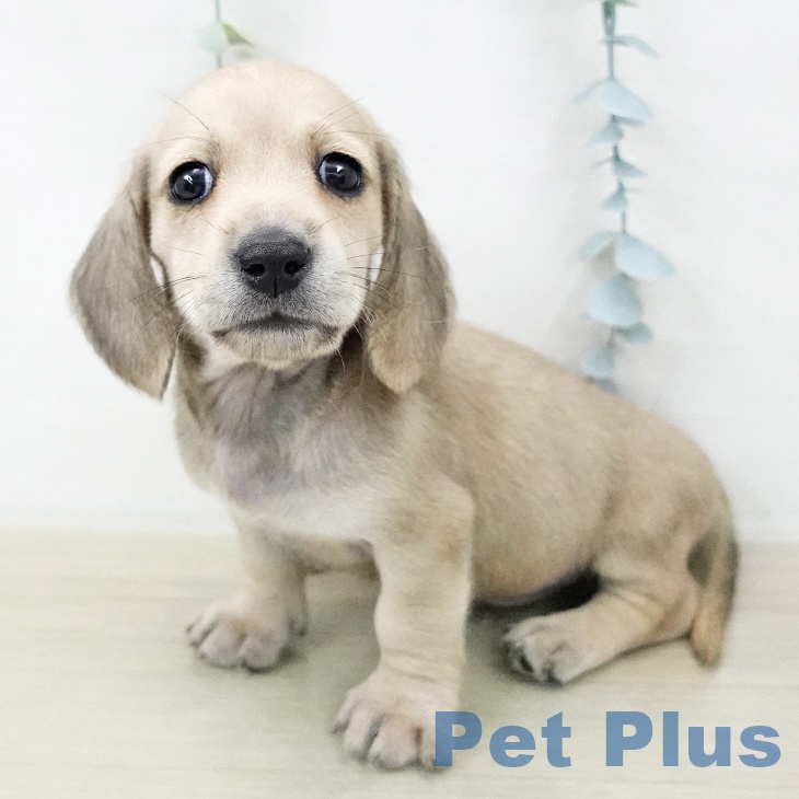 ミニチュア・ダックスフンド