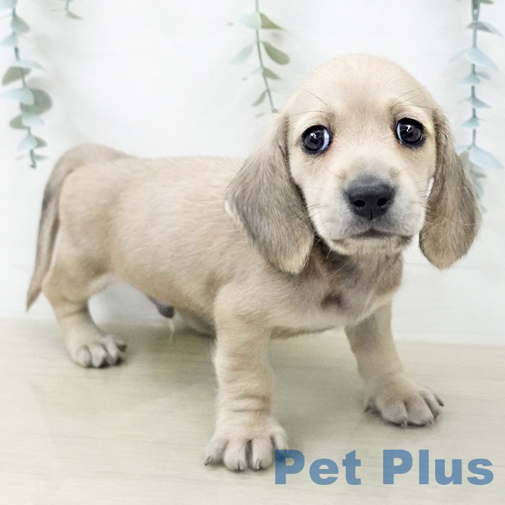 ミニチュア・ダックスフンドの写真2