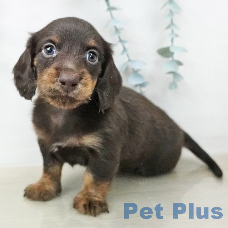 ミニチュア・ダックスフンド