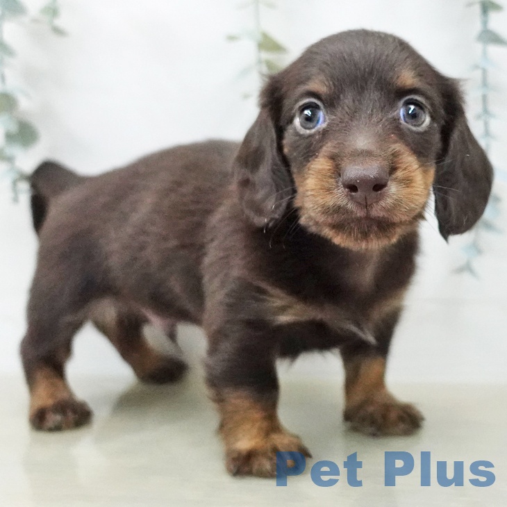 ミニチュア・ダックスフンドの写真2