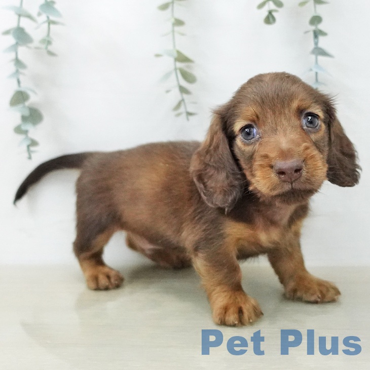 ミニチュア・ダックスフンドの写真2