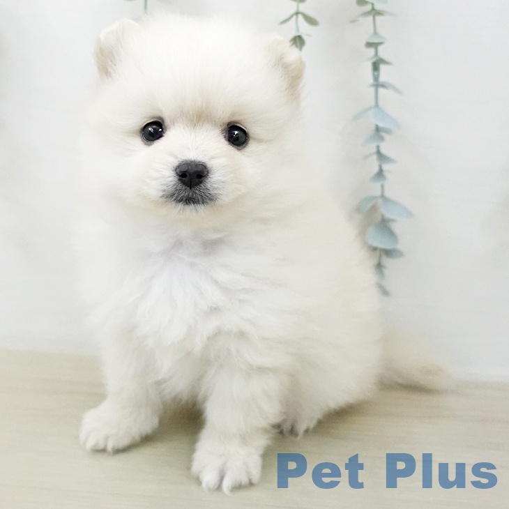 千葉県のポメラニアン (ペットプラス 木更津店/2025年12月20日生まれ/女の子/クリーム)の子犬