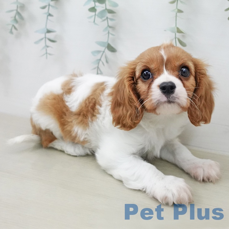 キャバリア・キングチャールズ・スパニエルの写真2