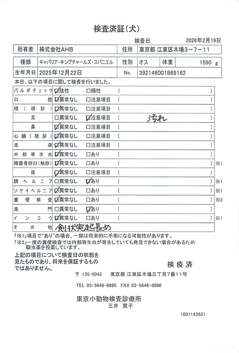キャバリア・キングチャールズ・スパニエル