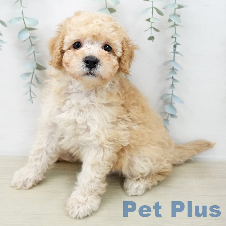 トイ・プードル