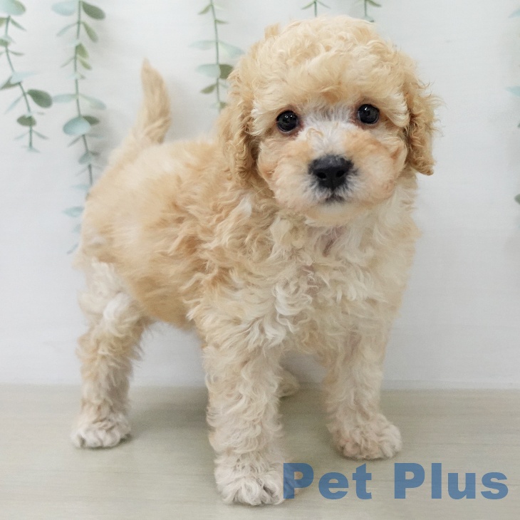 トイ・プードルの写真2