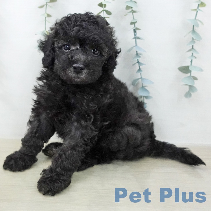 トイ・プードル