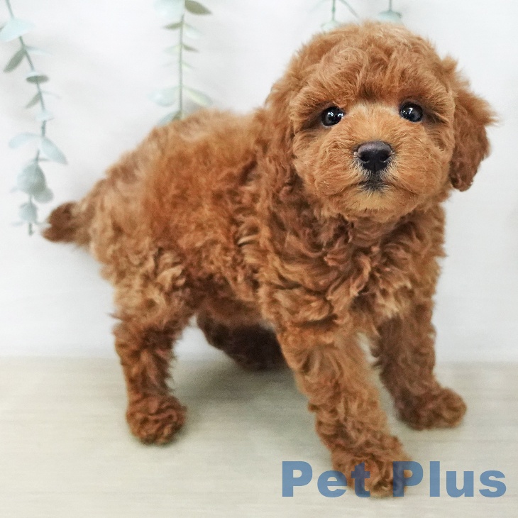 トイ・プードル