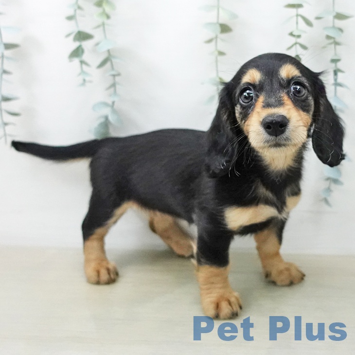 ミニチュア・ダックスフンド