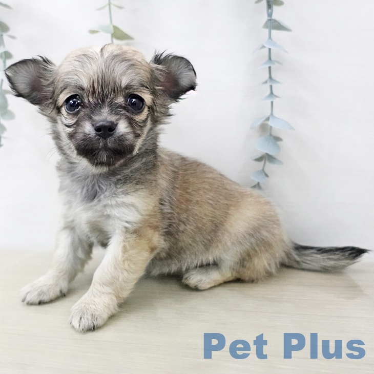 神奈川県のチワワ(ロング) (ペットプラス ビアレ横浜店/2025年12月21日生まれ/女の子/フォーン)の子犬