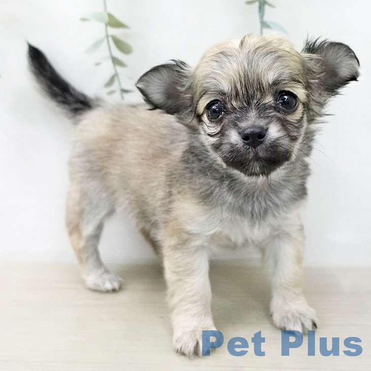 神奈川県のチワワ(ロング) (ペットプラス ビアレ横浜店/2025年12月21日生まれ/女の子/フォーン)の子犬の2枚目の画像