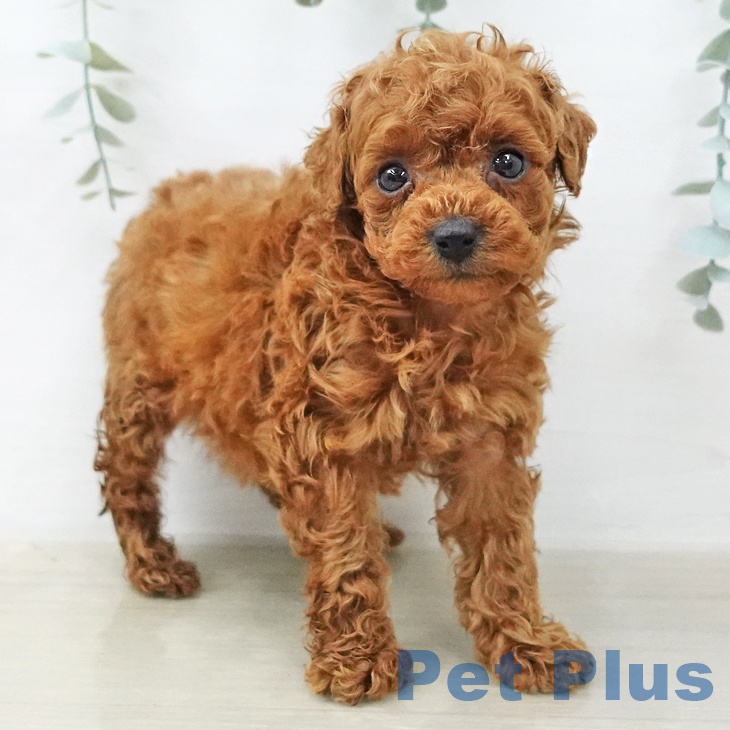 トイ・プードル