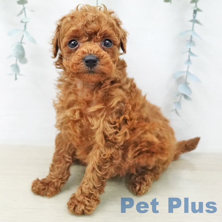 トイ・プードルの写真2