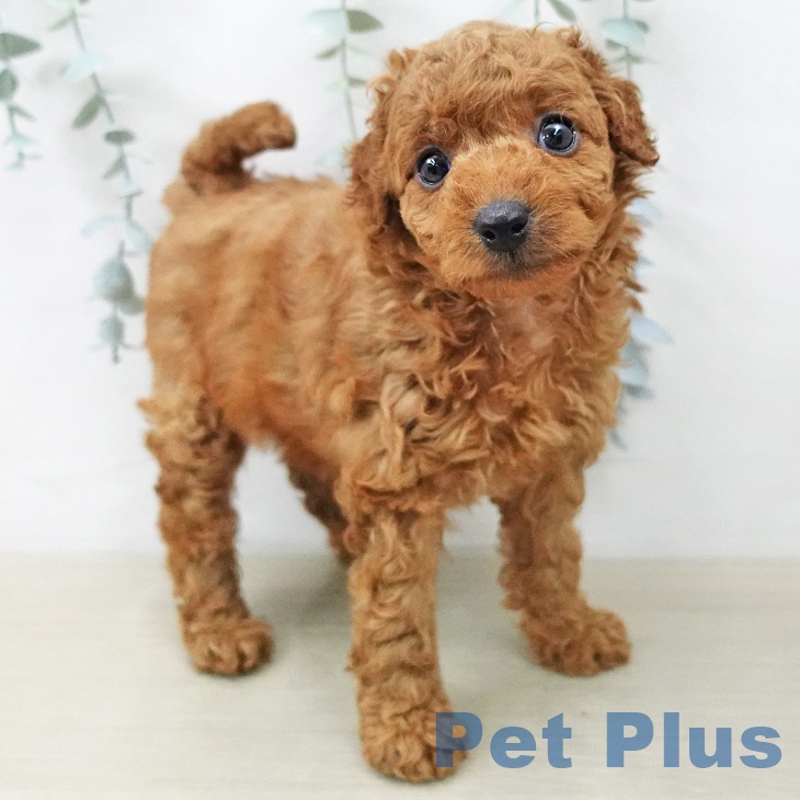 トイ・プードル