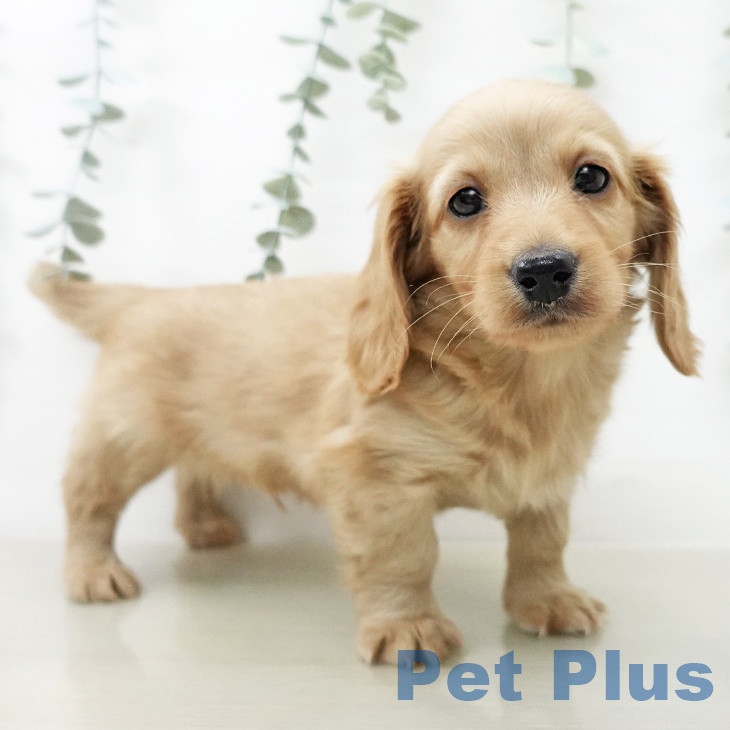 千葉県のミニチュアダックスフンド(ロング) (ペットプラス コトエ流山おおたかの森店/2025年12月22日生まれ/男の子/ゴールド)の子犬