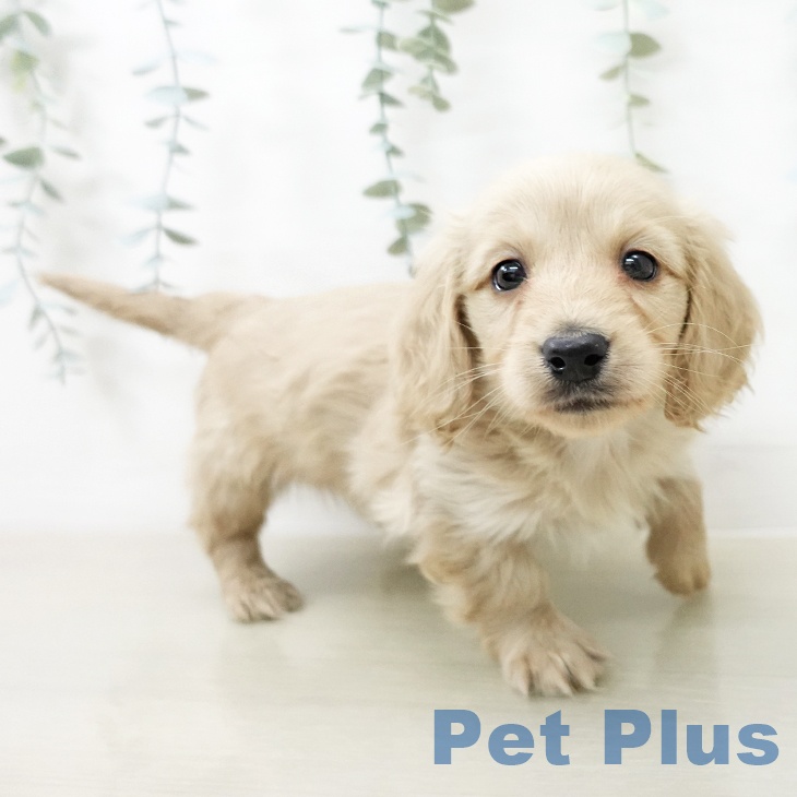 ミニチュア・ダックスフンド