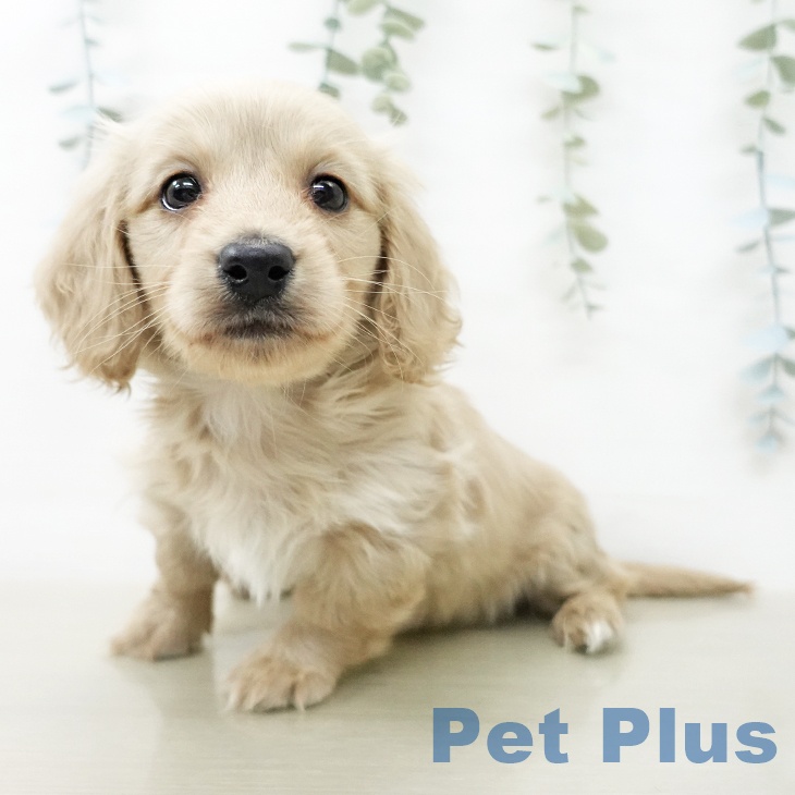 ミニチュア・ダックスフンド