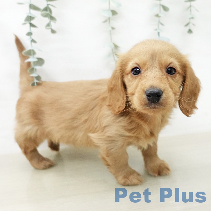 千葉県のミニチュアダックスフンド(ロング) (ペットプラス 幕張新都心店/2025年12月20日生まれ/男の子/ゴールド)の子犬の1枚目の画像