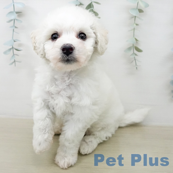 ビション・フリーゼ