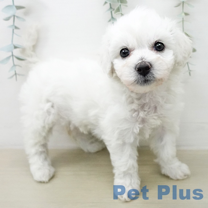 ビション・フリーゼ