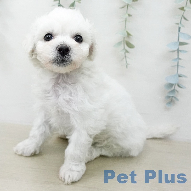 ビション・フリーゼ