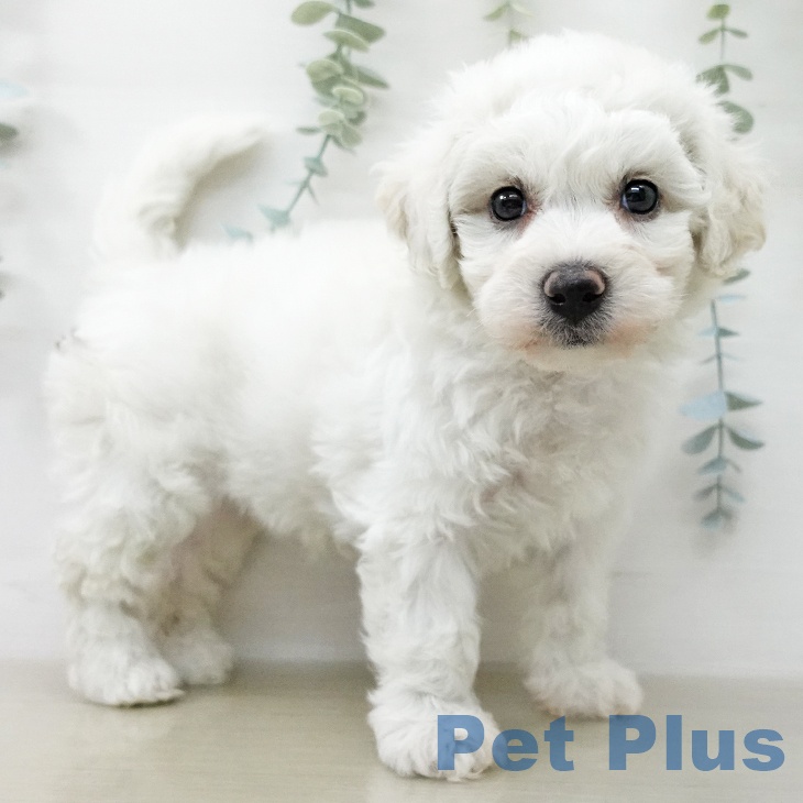 ビション・フリーゼ