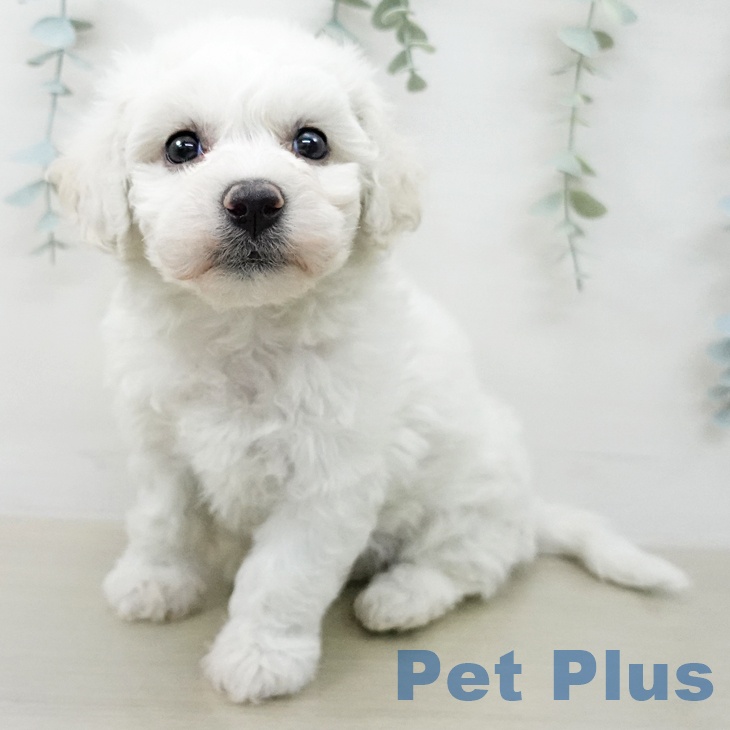 ビション・フリーゼの写真2