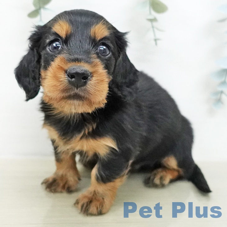 ミニチュア・ダックスフンド