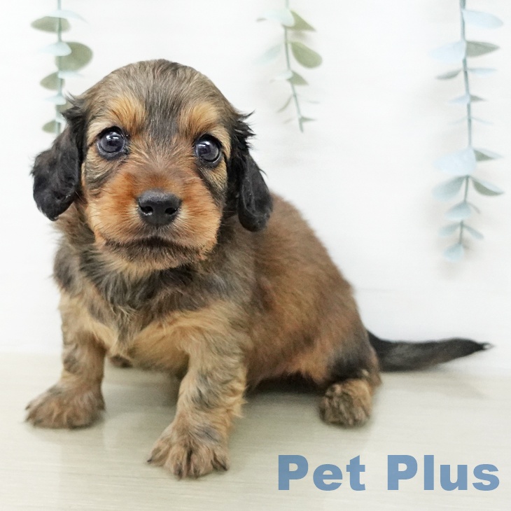 神奈川県のミニチュアダックスフンド(ロング) (ペットプラス ビアレ横浜店/2025年12月19日生まれ/男の子/レッド)の子犬