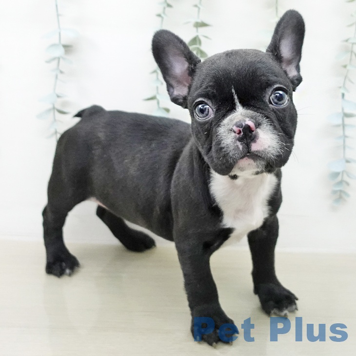 フレンチ・ブルドッグ