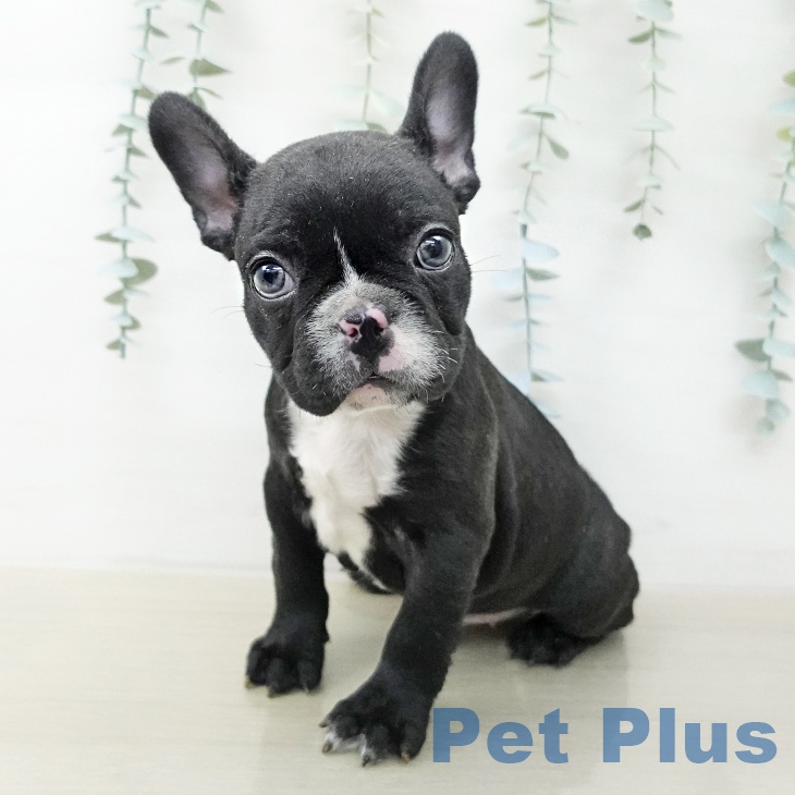 フレンチ・ブルドッグの写真2