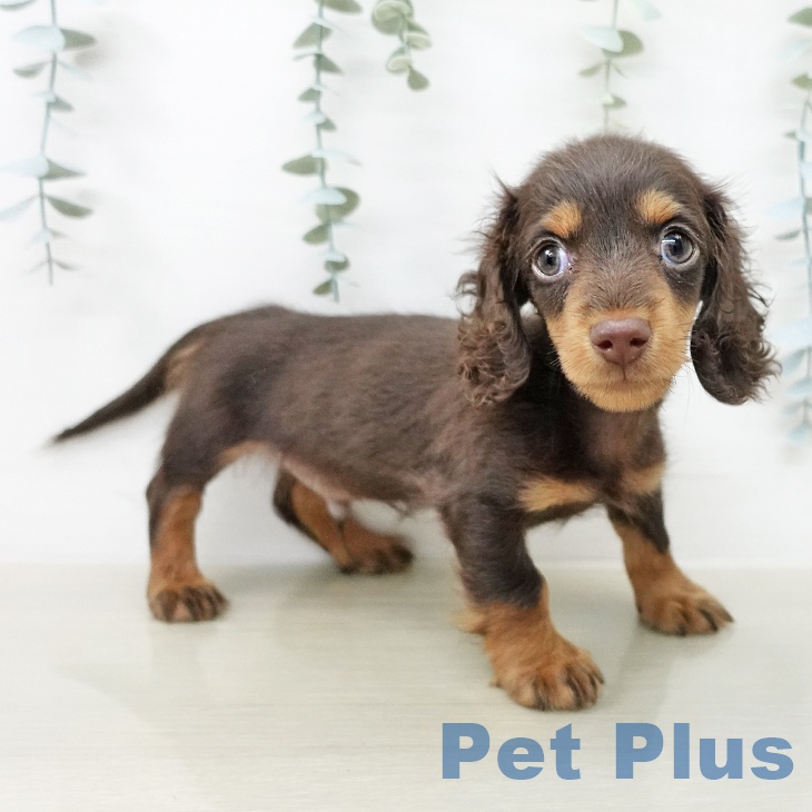 ミニチュア・ダックスフンド