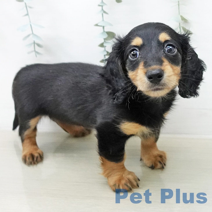 千葉県のミニチュアダックスフンド(ロング) (ペットプラス 木更津店/2025年12月20日生まれ/女の子/ブラックタン)の子犬