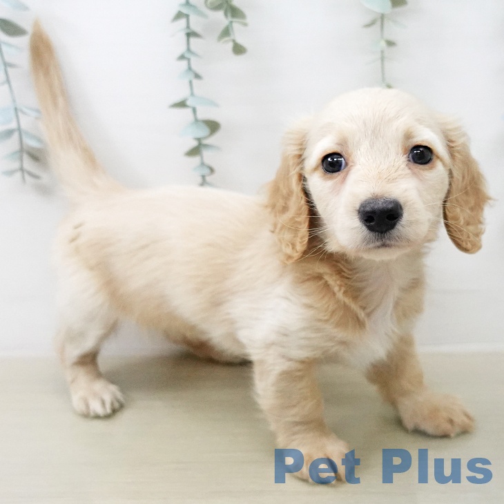 ミニチュア・ダックスフンド