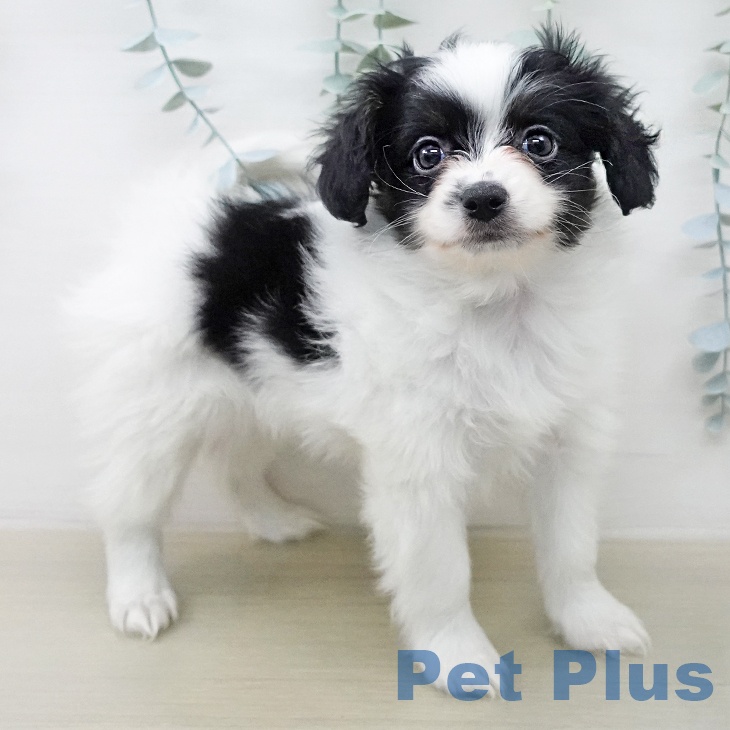 パピヨンの写真2