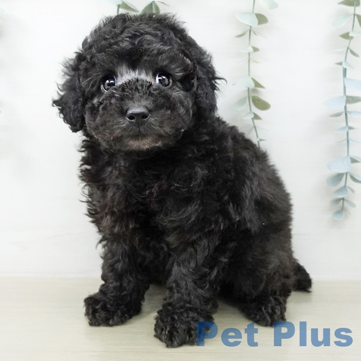 トイ・プードル