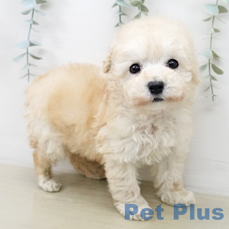 トイ・プードル