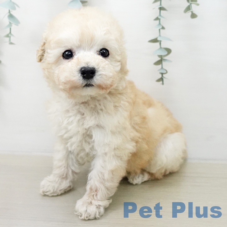 トイ・プードル