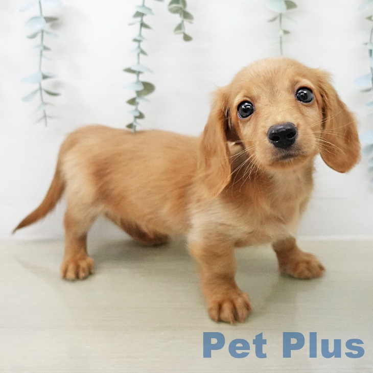 ミニチュア・ダックスフンド