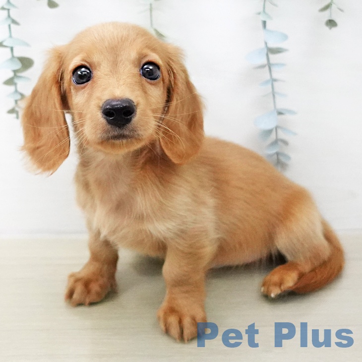 ミニチュア・ダックスフンドの写真2