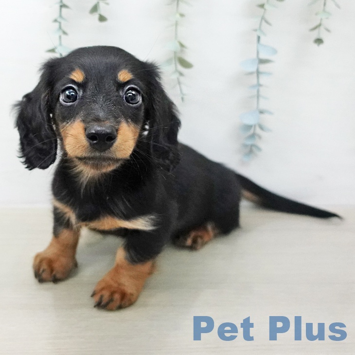 ミニチュア・ダックスフンド