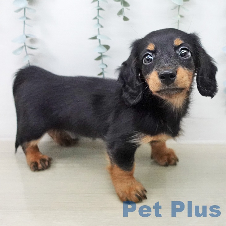 ミニチュア・ダックスフンドの写真2