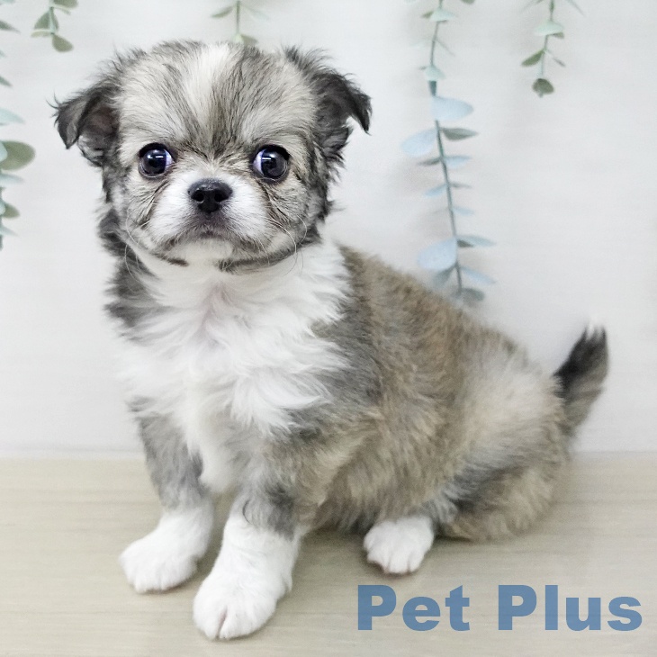 神奈川県のチワワ(ロング) (ペットプラス 川崎ルフロン店/2025年12月21日生まれ/男の子/フォーンホワイト)の子犬