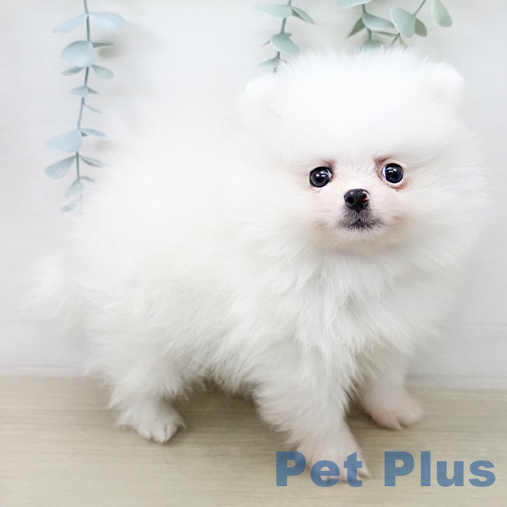 埼玉県のポメラニアン (ペットプラス 上尾店/2025年12月19日生まれ/女の子/クリーム)の子犬の1枚目の画像