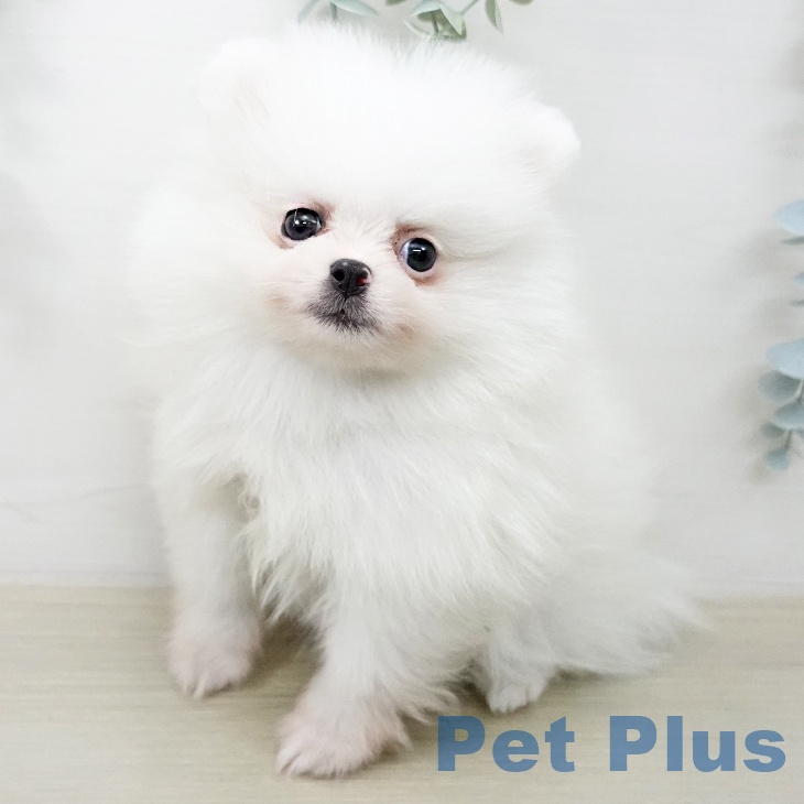 埼玉県のポメラニアン (ペットプラス 上尾店/2025年12月19日生まれ/女の子/クリーム)の子犬の2枚目の画像